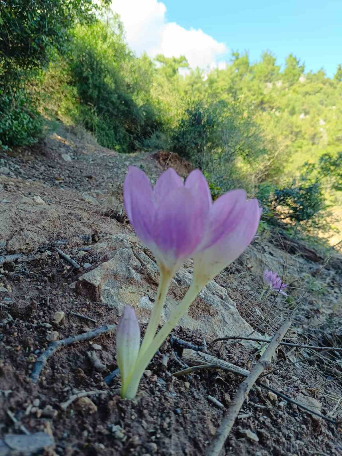 Sonbaharda a&ccedil;an &ccedil;iğdemler g&ouml;renleri şaşırttı