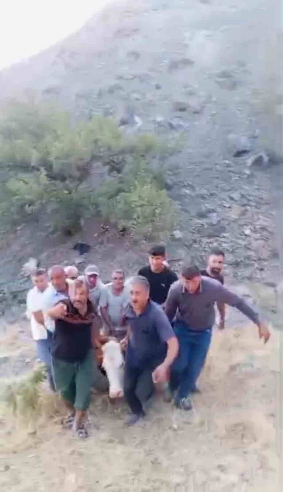 Siirt&rsquo;te dağda mahsur kalan b&uuml;y&uuml;kbaş hayvan telef oldu