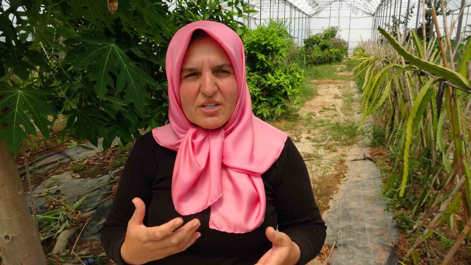 Evin &ccedil;atısında tohumla başlayan yolculuk, tropikal meyve m&uuml;zesine d&ouml;n&uuml;şt&uuml;