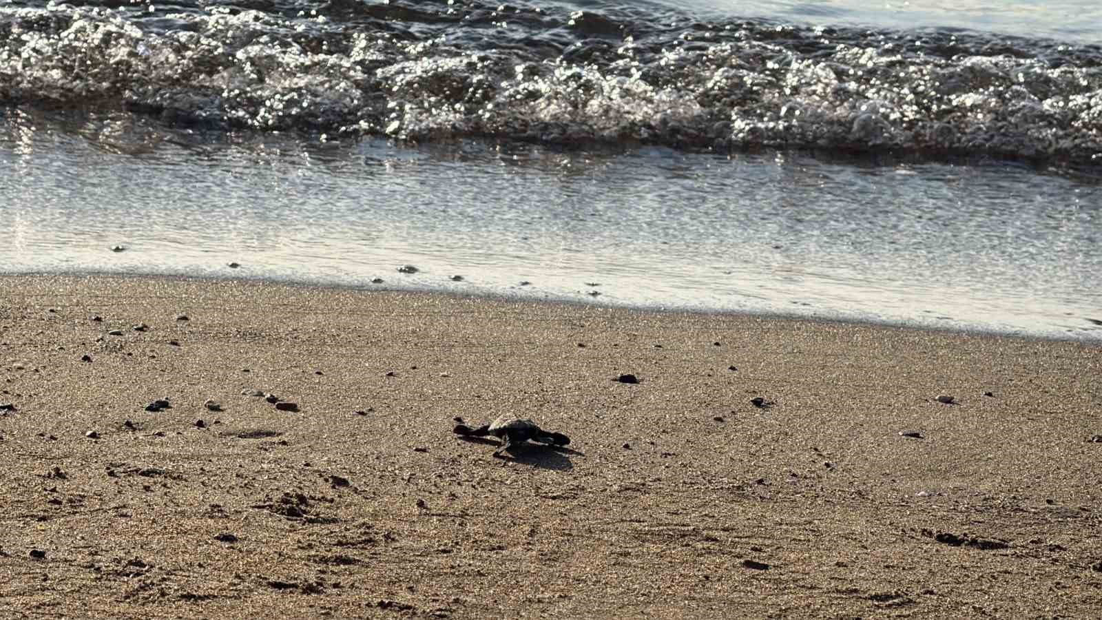 Kumsalda başlayan umut yolculuğu denizde tamamlandı: "62 caretta caretta yavrusu mavi sulara ulaştı"