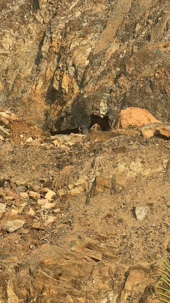 Dağ yamacında mahsur kalan inat&ccedil;ı ke&ccedil;iler 2 saatlik operasyonla kurtarıldı