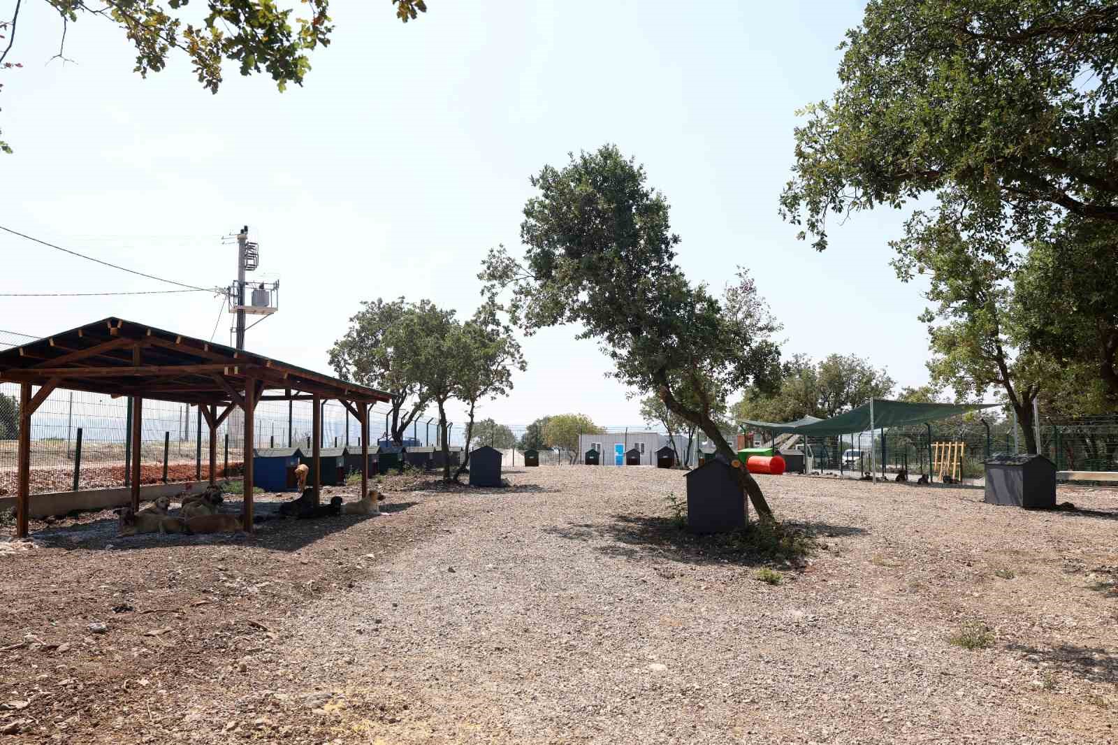 Nil&uuml;fer&rsquo;de sahipsiz hayvanlar i&ccedil;in yeni yuva