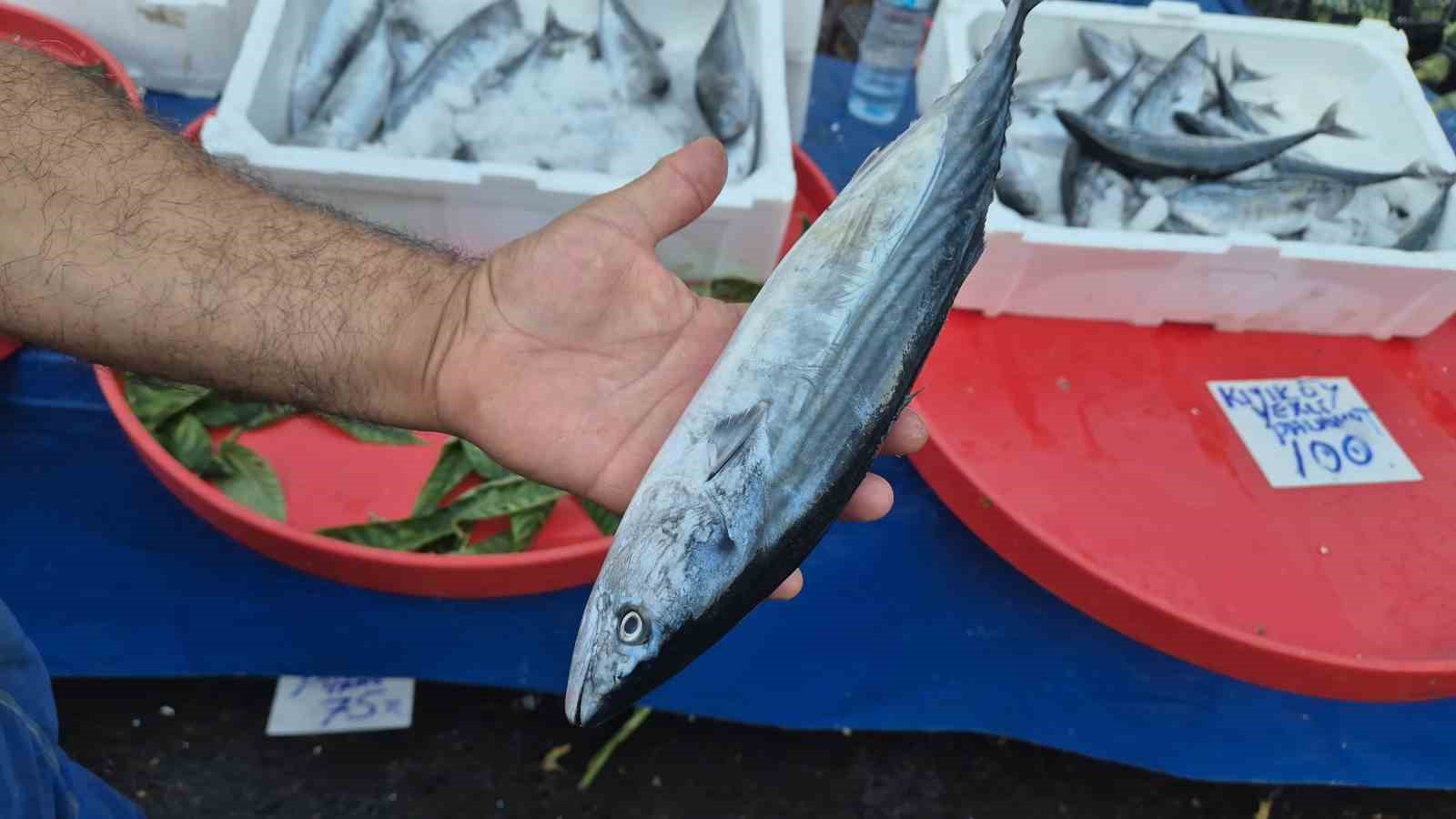 Fırtınaya rağmen tezg&acirc;hların g&ouml;zdesi: Palamudun tanesi 75 liraya kadar indi