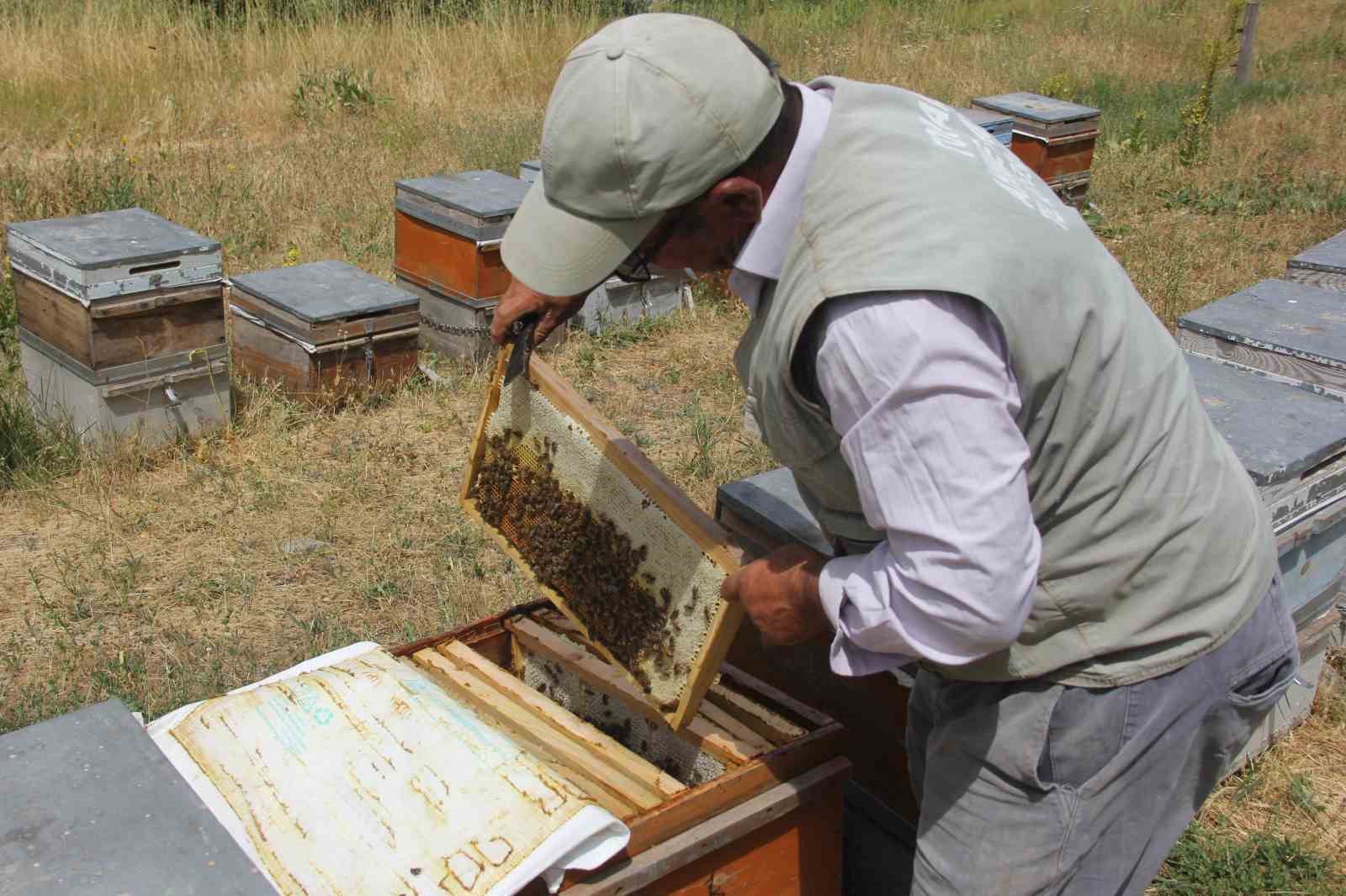 Tescilli Zara Balı sağımı başladı