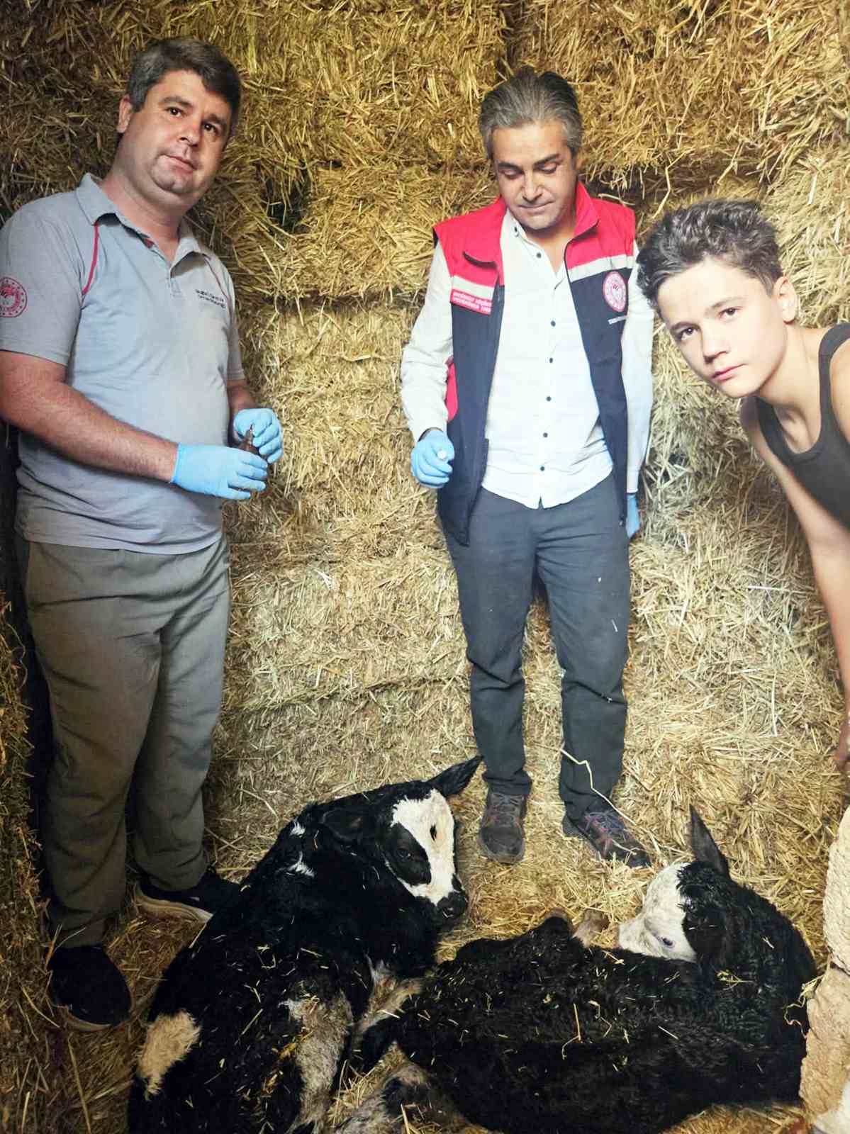 Muğla&rsquo;da yeni doğan buzağılar i&ccedil;in seferberlik
