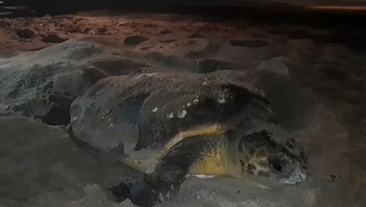 Caretta caretta&rsquo;nın yuvası suyla doldu, 68 yumurta tek tek taşındı