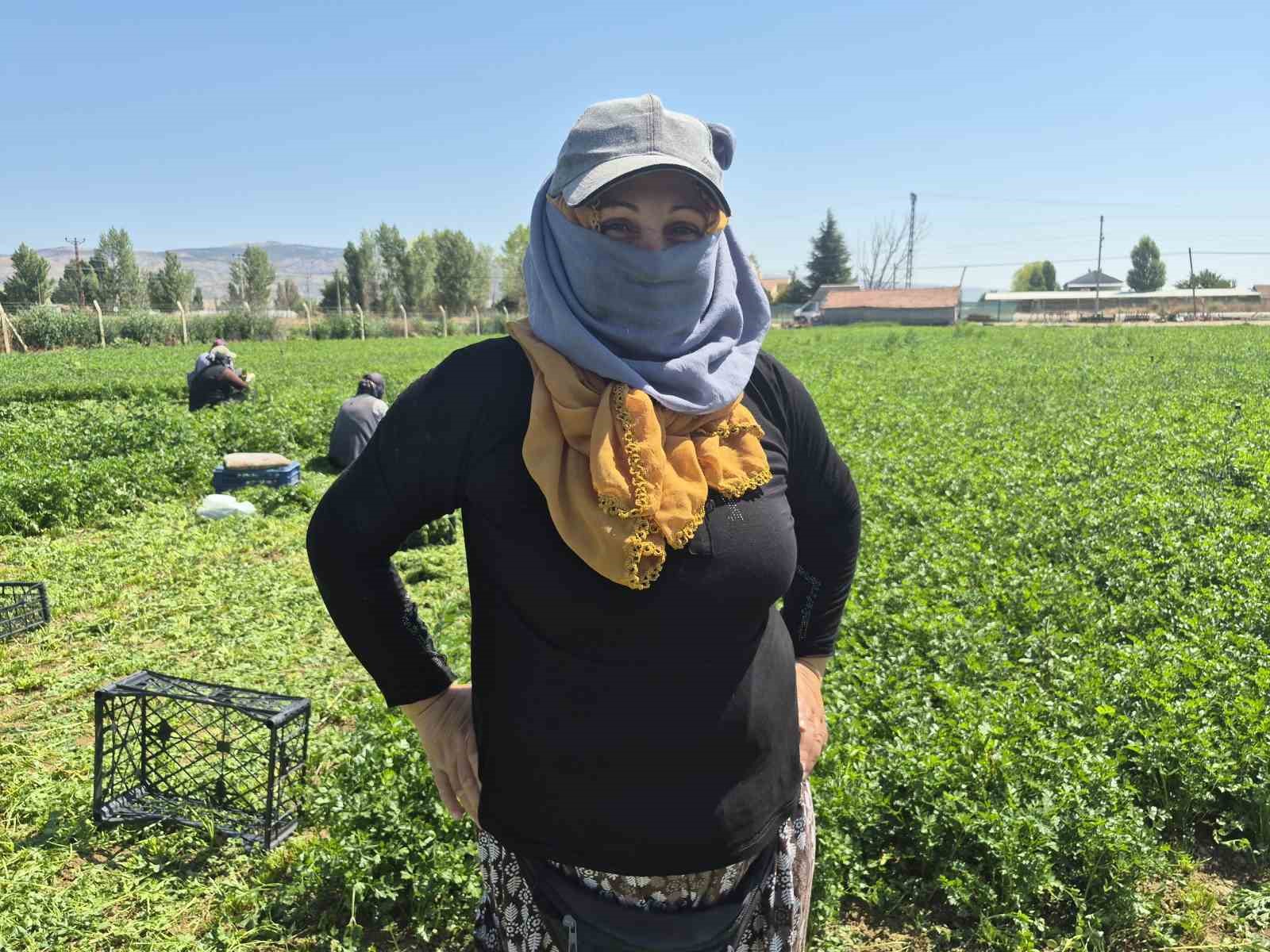 Maydanoz tarlasının emek&ccedil;i kadınları