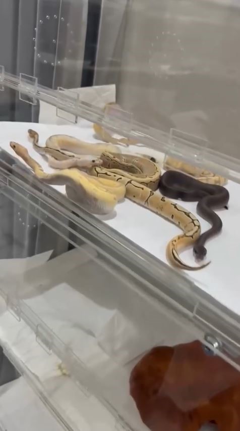 İstanbul&rsquo;da bir evden 18 piton, 21 Mısır ve 3 king yılanı &ccedil;ıktı