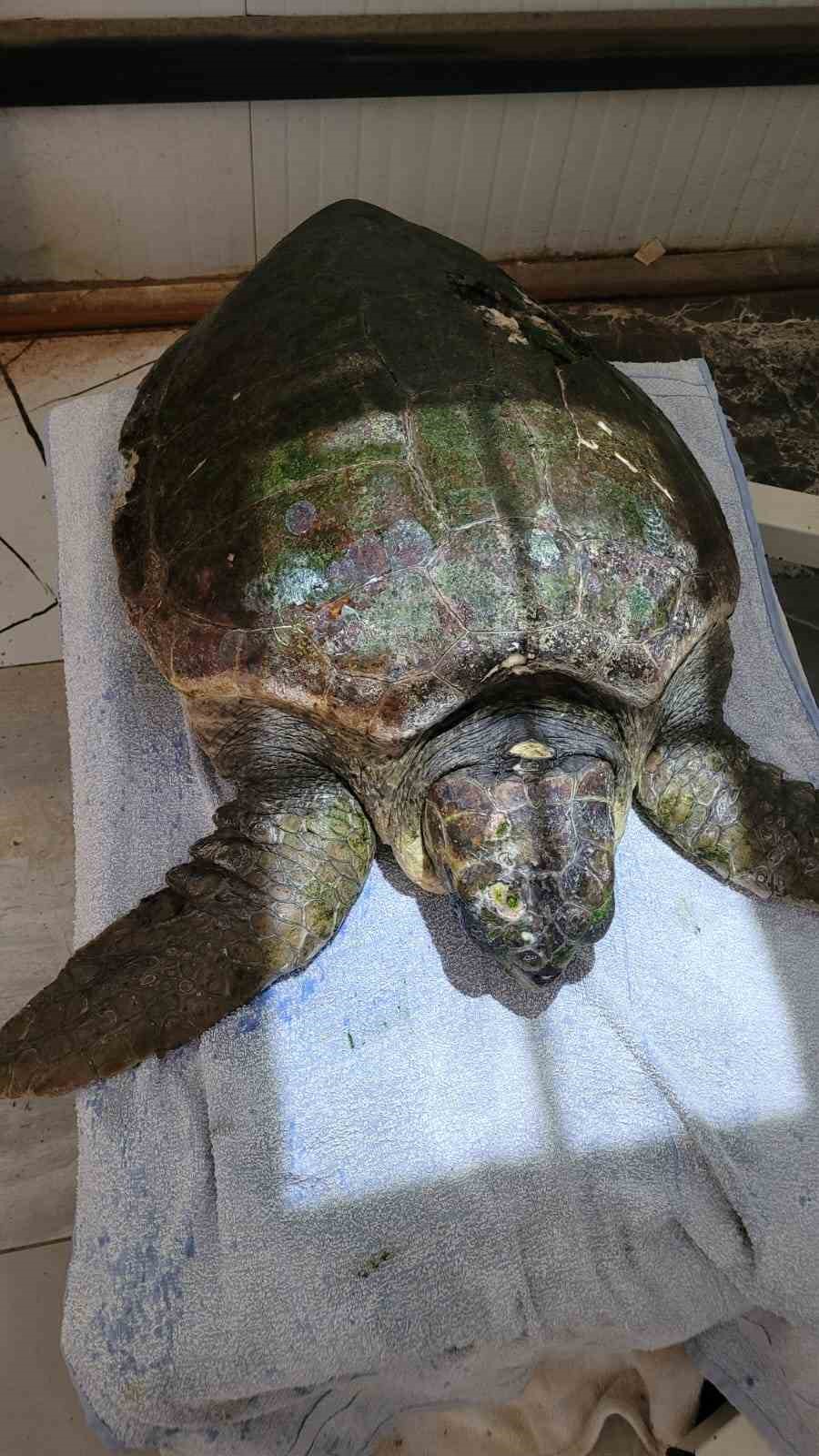 Yaralı caretta carettanın tedavisine başlandı
