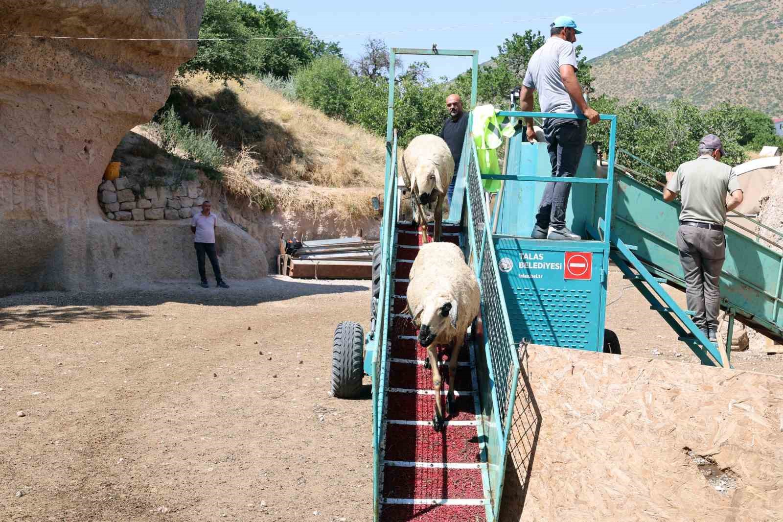 Talas&rsquo;ta 16 bin koyun bu banyodan ge&ccedil;ti