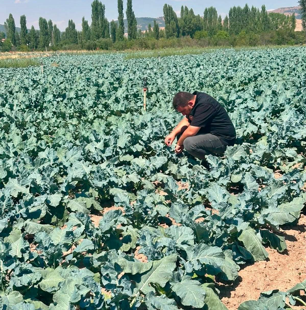 Sinanpaşa&rsquo;da brokoli &uuml;retim alanlarında tarla kontrolleri ger&ccedil;ekleştirildi