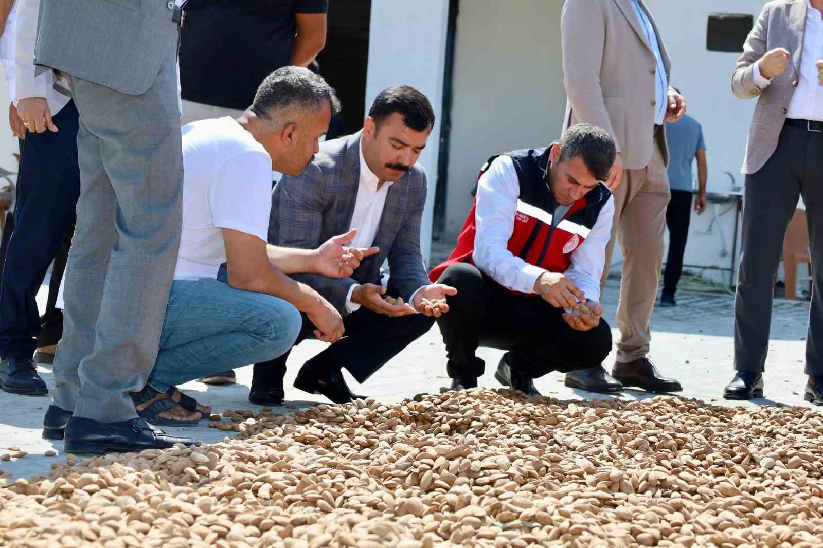 Kahta&rsquo;da badem hasadı başladı