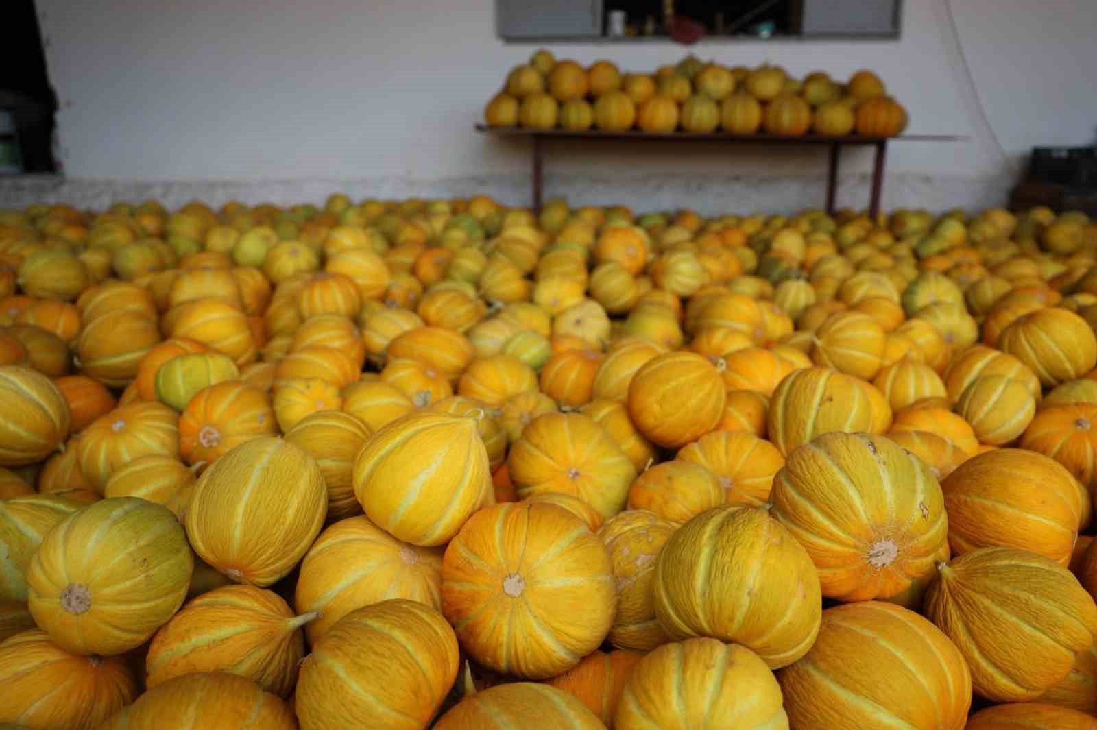 Menteşe&rsquo;de yayla kavunu ve ata sebzelerinin hasadı yapıldı