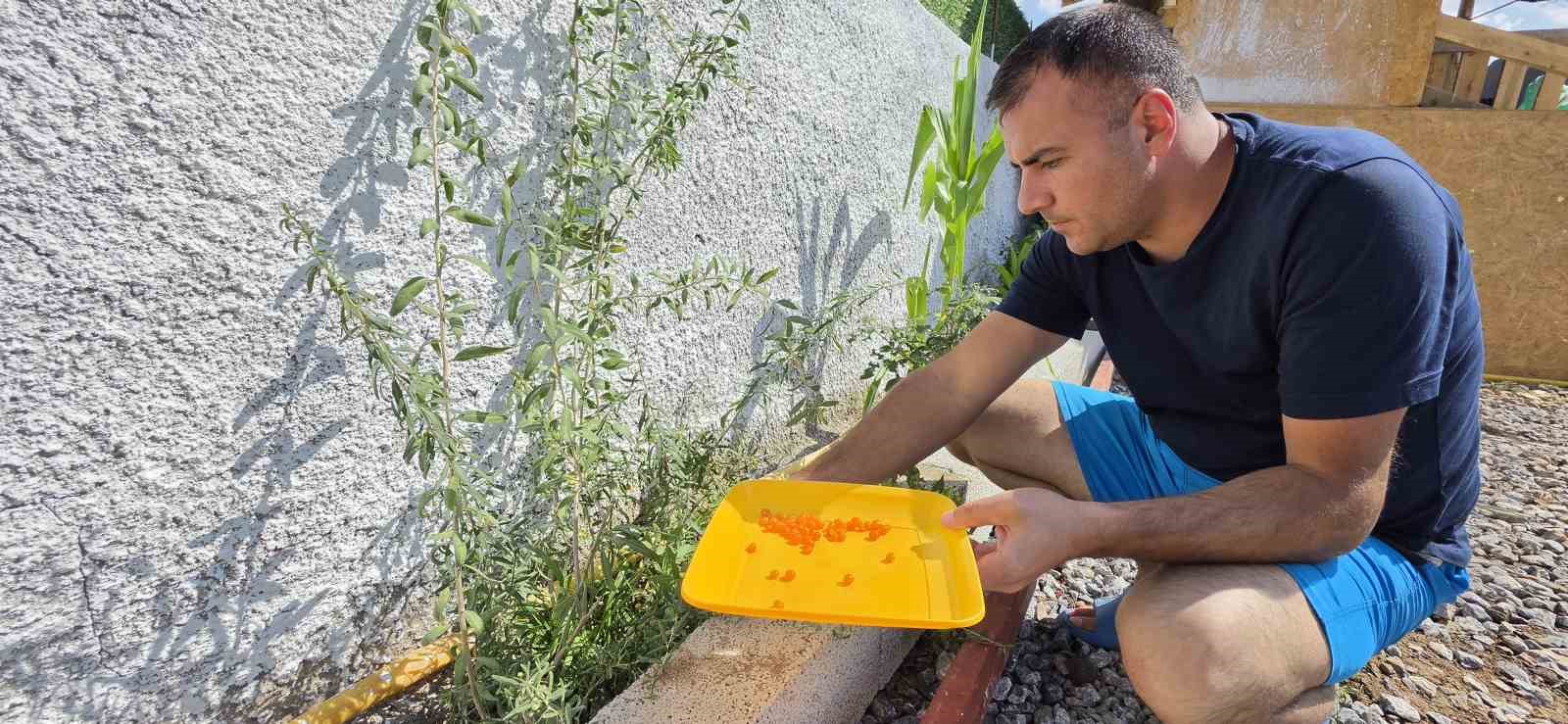 Çin tıbbının 2 bin yıllık şifa kaynağı "Goji Berry" Bitlis topraklarında hayat buldu