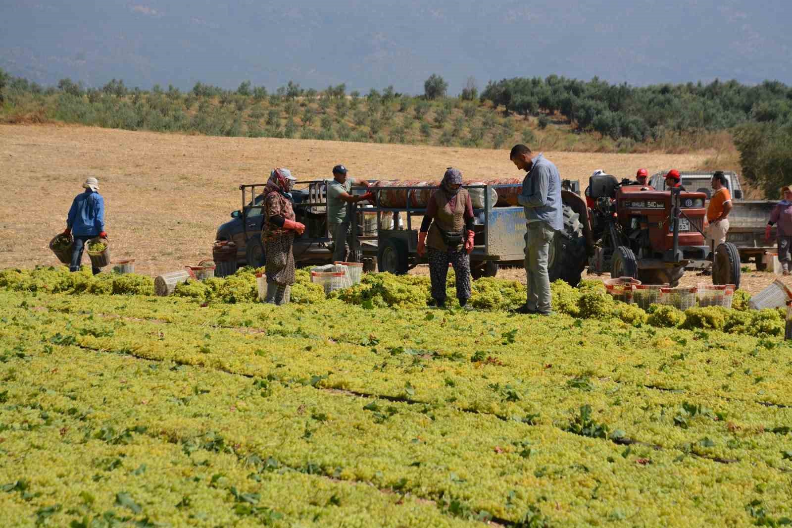 Kaymakam G&uuml;ldoğan bağa girip &uuml;z&uuml;m kesti