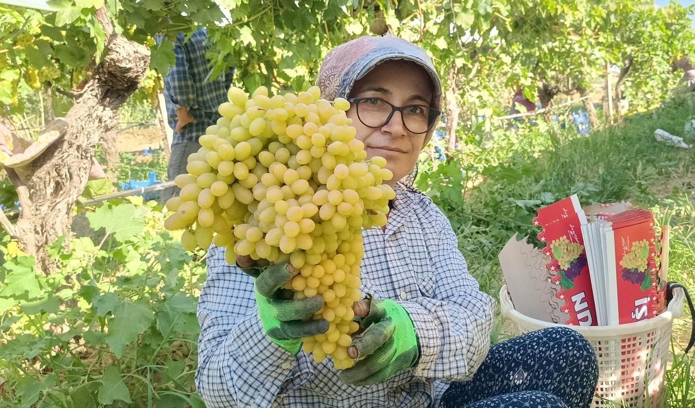D&uuml;nyaca &uuml;nl&uuml; &ccedil;ekirdeksiz Sultani &uuml;z&uuml;mde hasat tarihi belli oldu