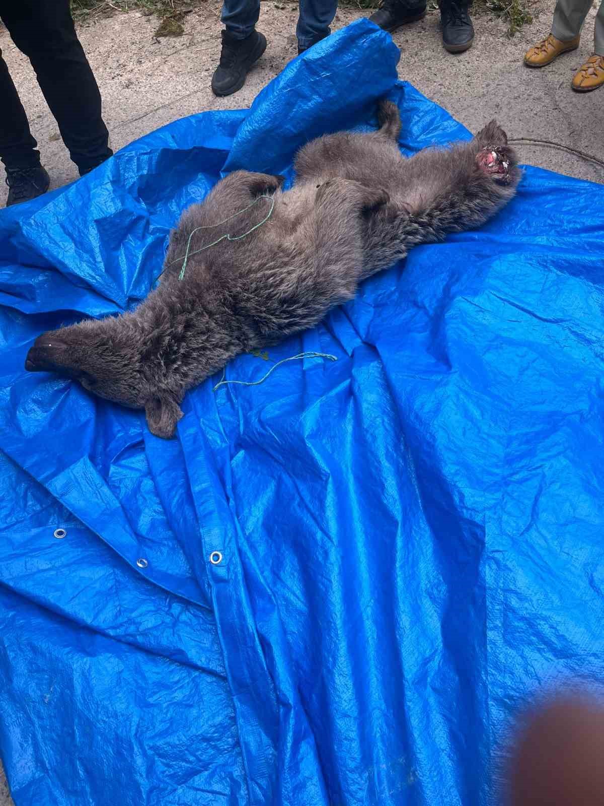 Dere yatağında mahsur kalan yavru boz ayıyı y&ouml;re halkı kurtardı