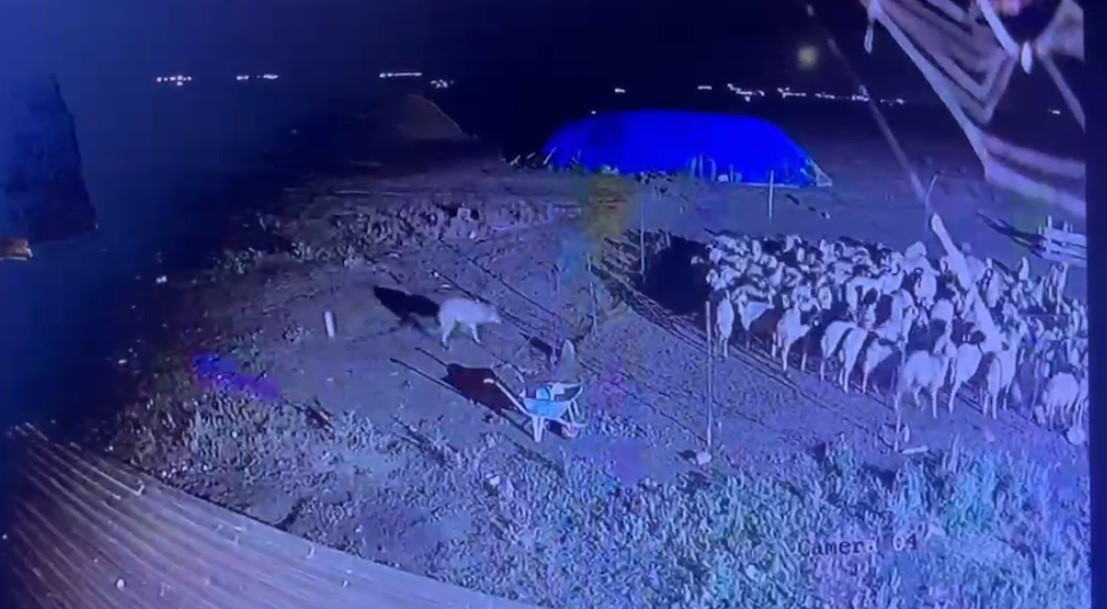 Kars&rsquo;ta gece yarısı yerleşim yerine inen kurt g&uuml;venlik kamerasında