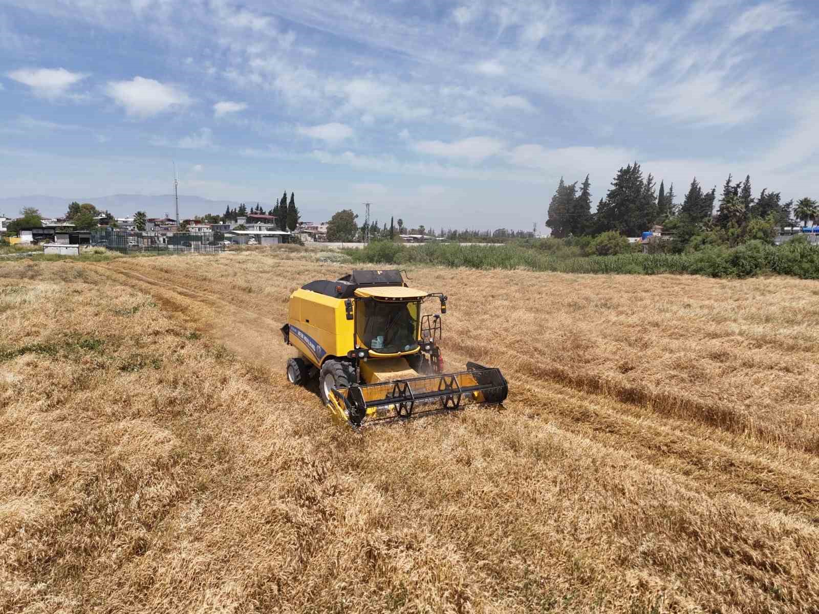 Hatay&rsquo;da "her tohum bir gıda" projesinde ekilen buğday hasat edildi
