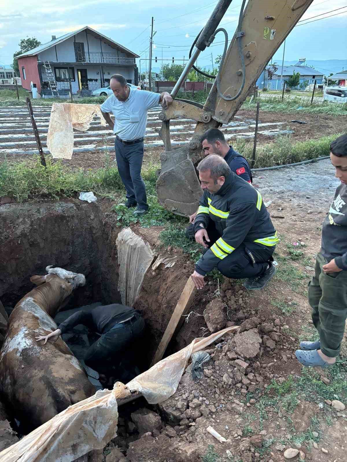 Muş&rsquo;ta foseptik &ccedil;ukuruna d&uuml;şen ineği itfaiye ekipleri kurtardı