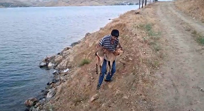 Elazığ&rsquo;da bir şahıs, k&ouml;peklerin saldırdığı dağ ke&ccedil;isini kucağında taşıdı