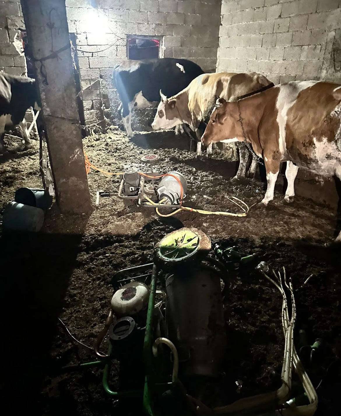 İnek sağarken elektrik akımına kapılan kadın hayatını kaybetti