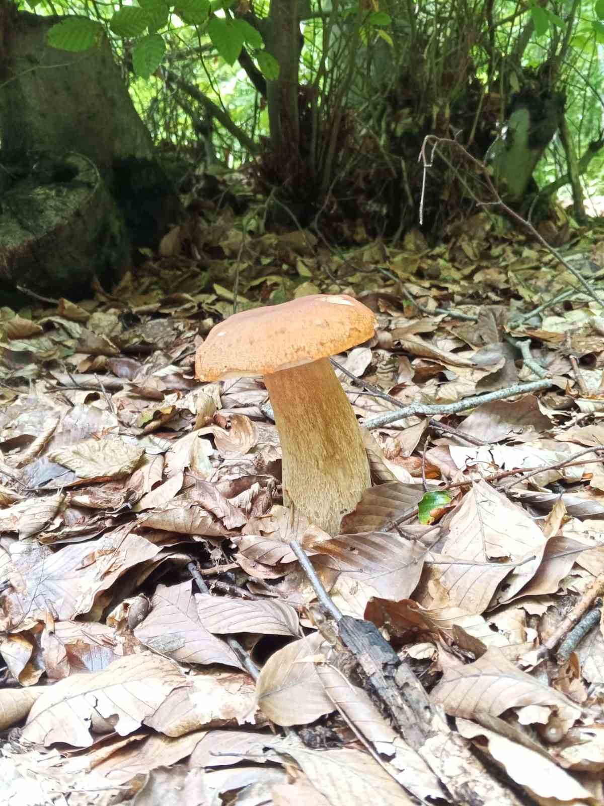 Sinop&rsquo;ta yağışlar mantar bereketini artırdı