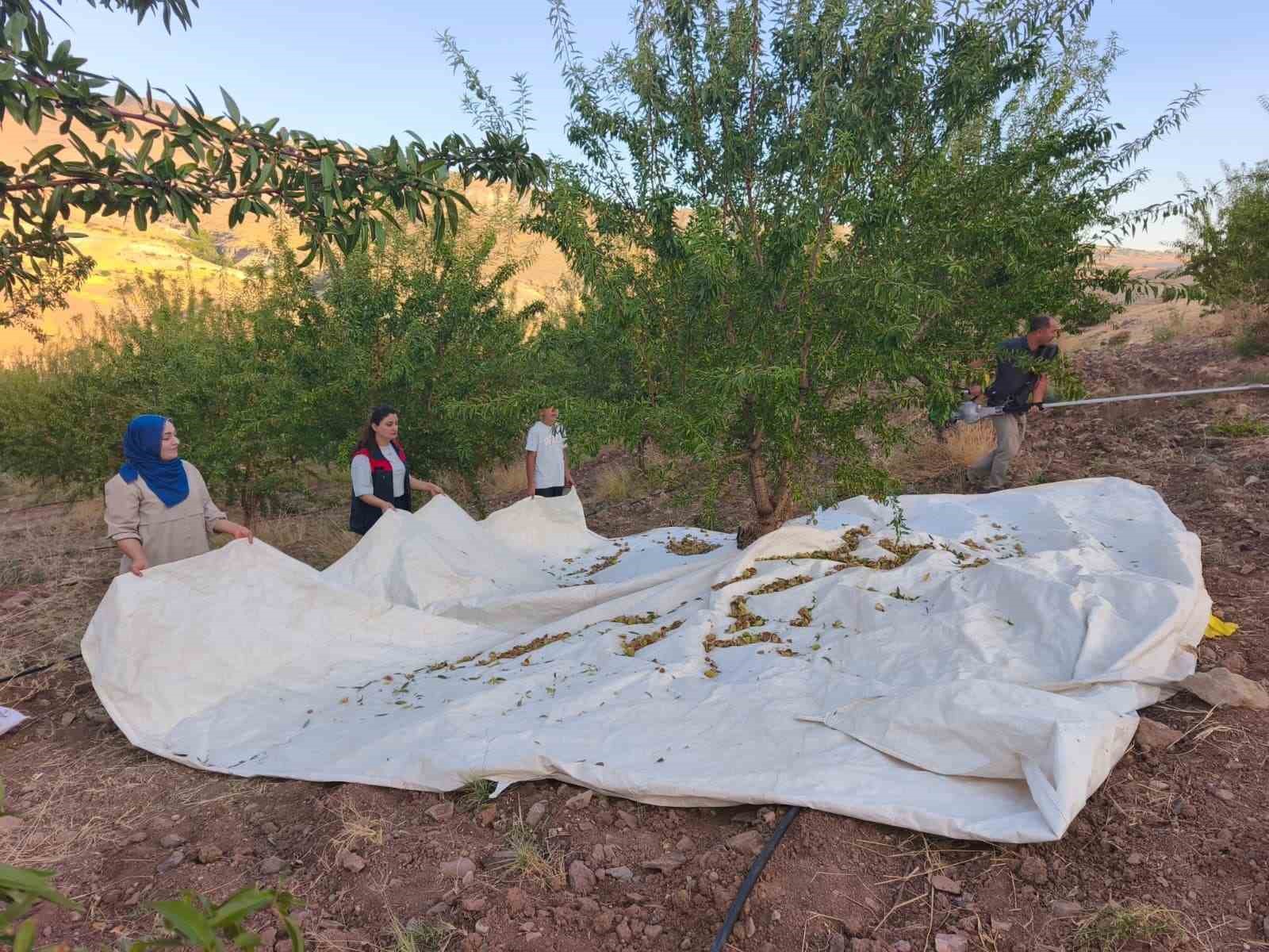 Kadın emeği toprağı berekete d&ouml;n&uuml;şt&uuml;rd&uuml;: Devlet desteğiyle atıl araziyi &uuml;retime kazandırdı