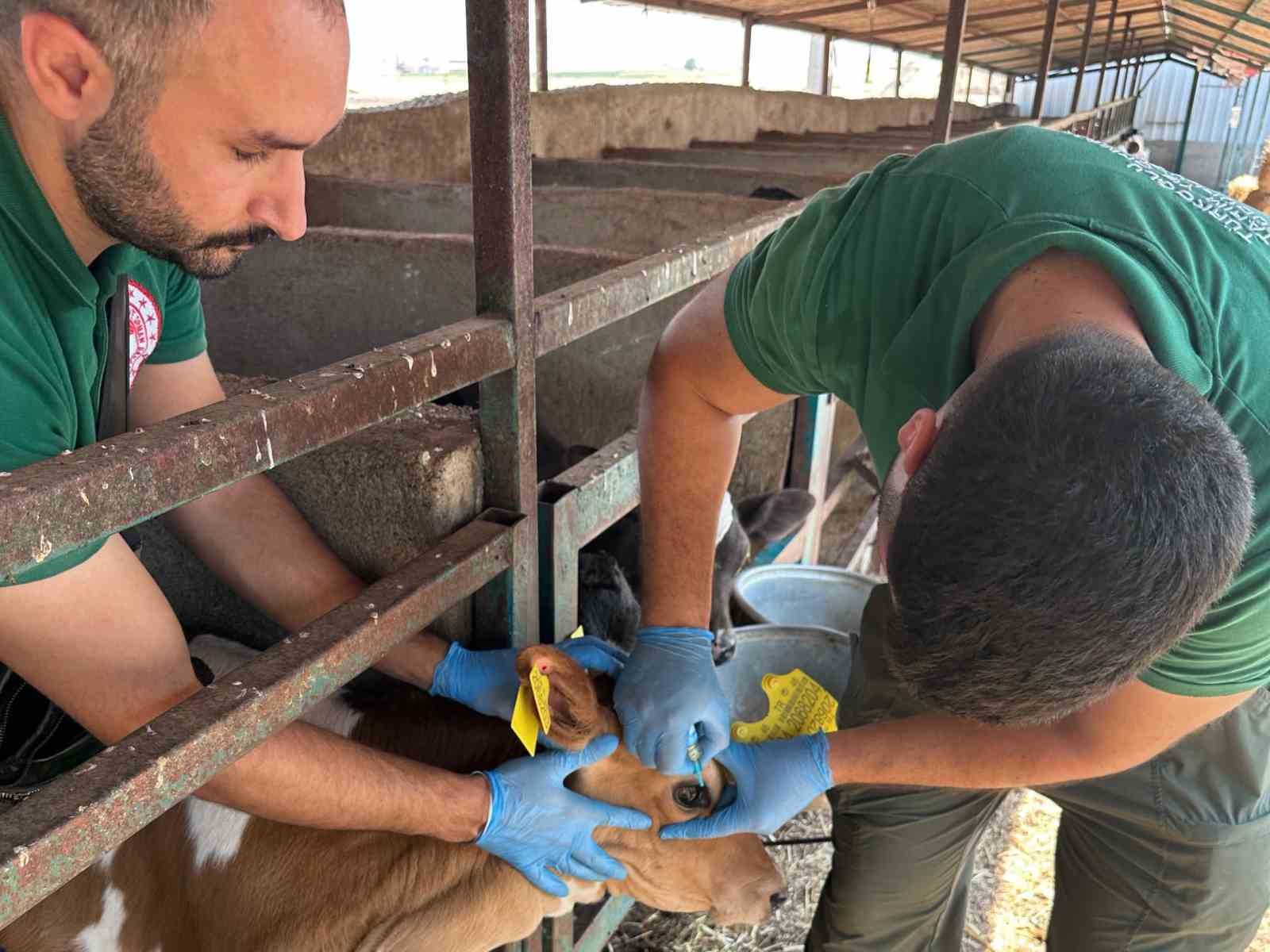 Kahramanmaraş&rsquo;ta sonbahar d&ouml;nemi şap aşılama kampanyası başladı