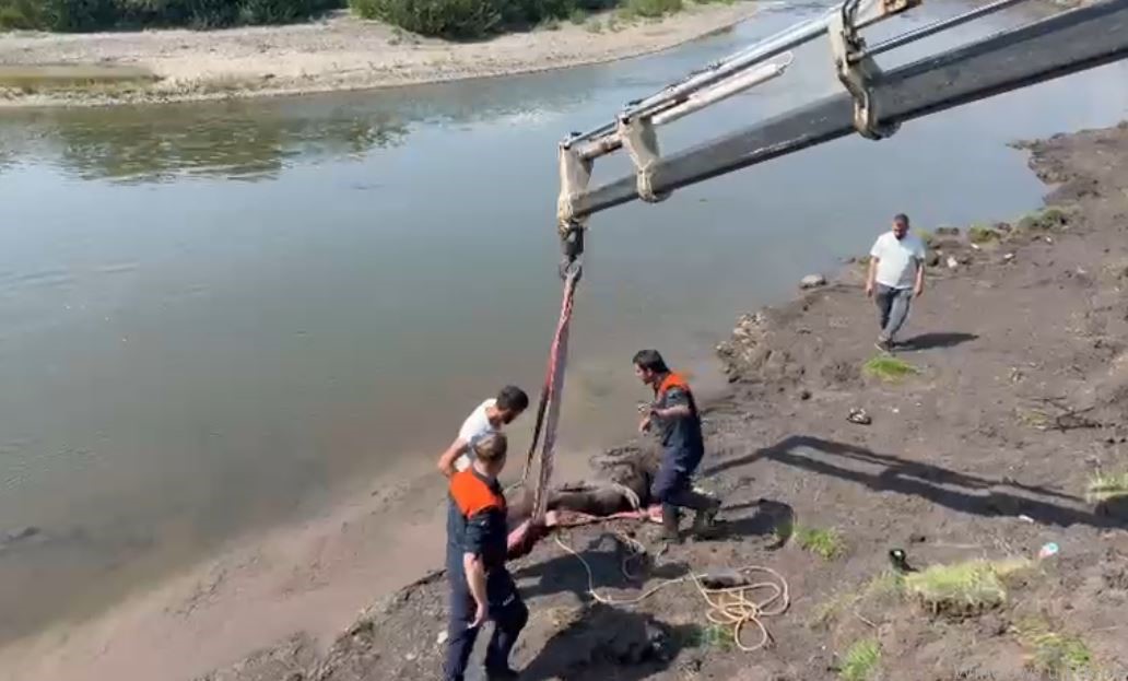 Kura Nehri’nde bataklığa saplanan at vinç yardımıyla kurtarıldı