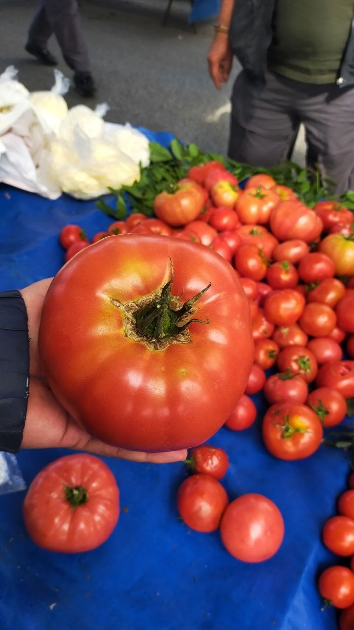 Aydın&rsquo;da 850 gramlık domates pazarda ilgi g&ouml;rd&uuml;