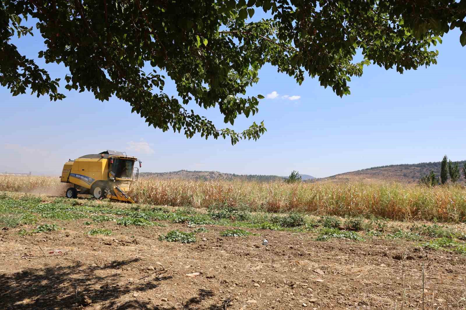 Kahramanmaraş&rsquo;ta mısır hasadı başladı
