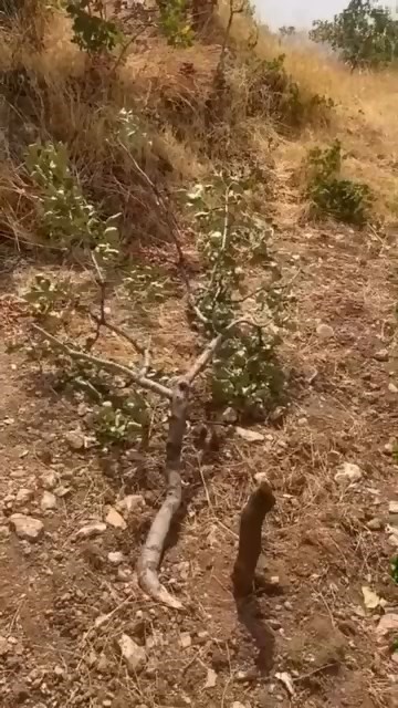 Siirt&rsquo;te yaban domuzları 20 yıllık fıstık ağa&ccedil;larına zarar verdi