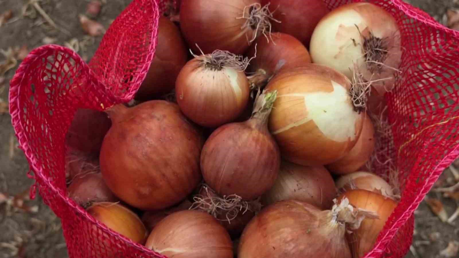 Tescilli Suluova soğanında 100 yıllık hasat başladı: Tarlada 15 TL