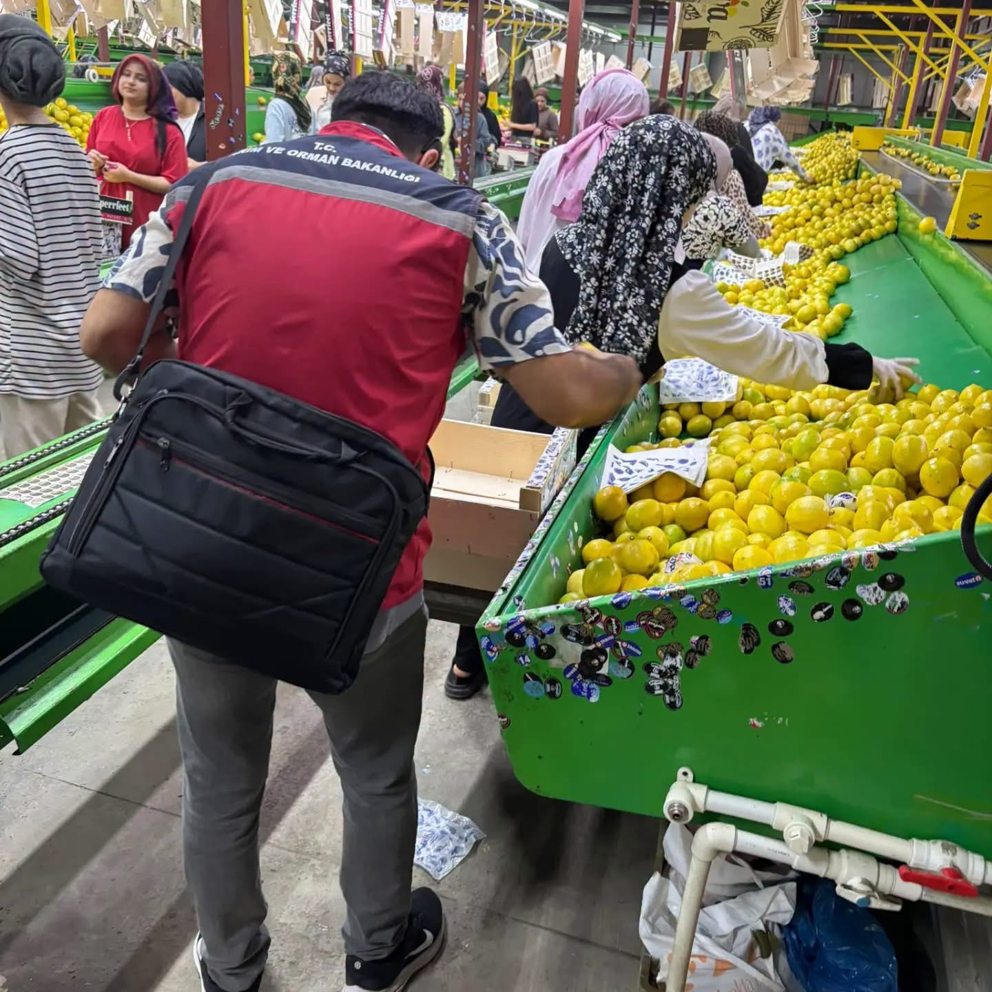 Yurt dışına satılan limonda pestisit kontrolleri s&uuml;r&uuml;yor