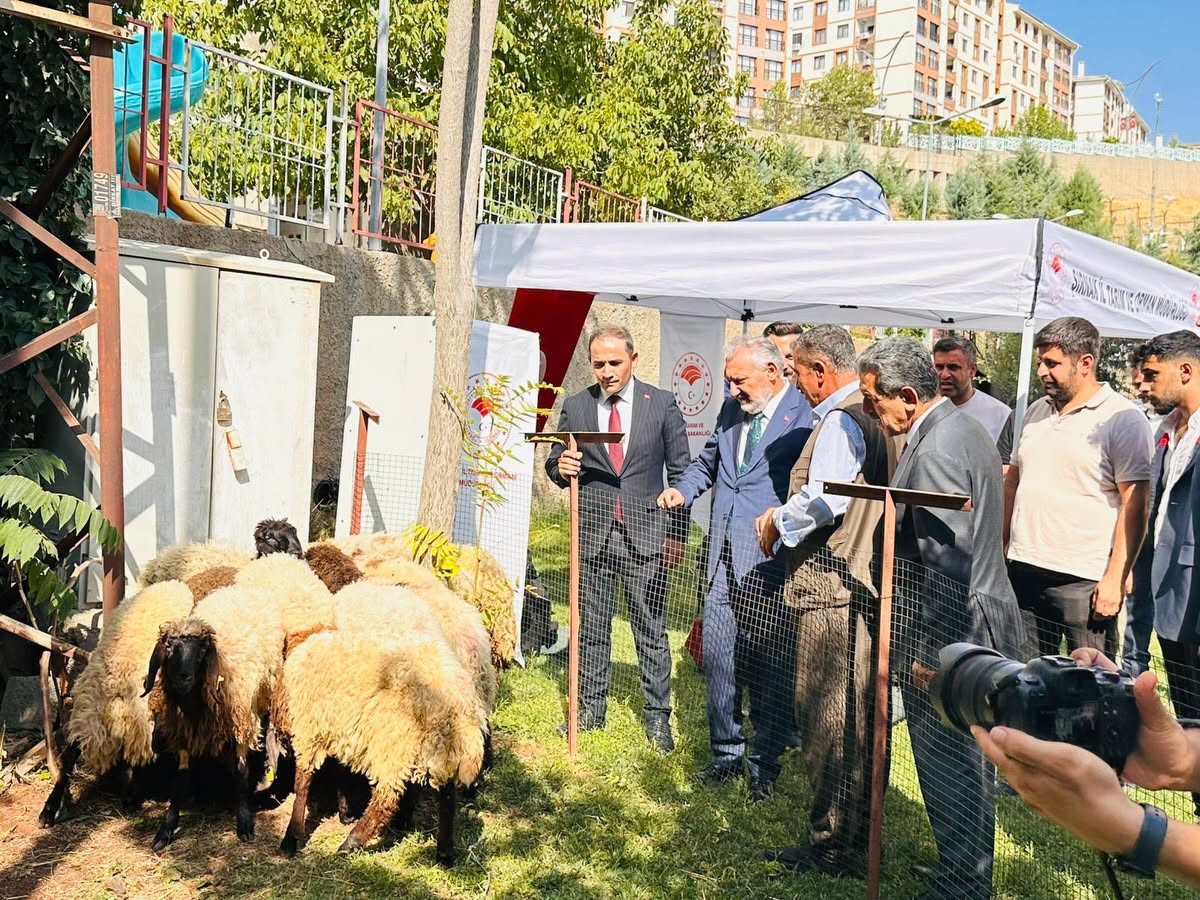 Şırnak&rsquo;ta &uuml;reticilere 152 bin sebze fidesi ve &ccedil;oban &ccedil;antası dağıtıldı