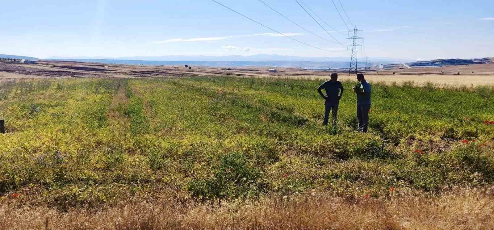 K&uuml;tahya&rsquo;da nohut ve barbunya demonstrasyon alanlarında inceleme