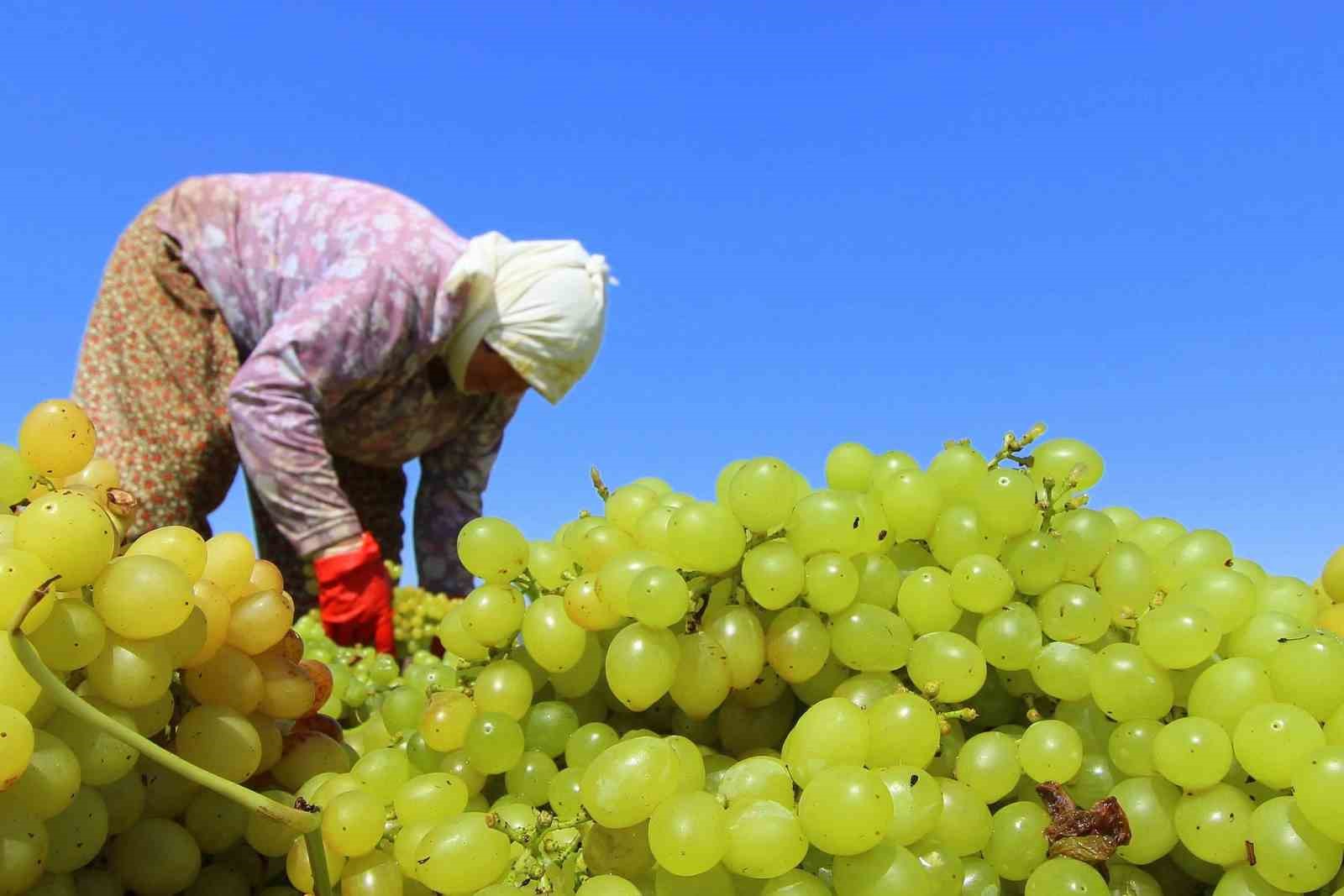TARİŞ kuru &uuml;z&uuml;m avans fiyatını 80 TL olarak belirledi