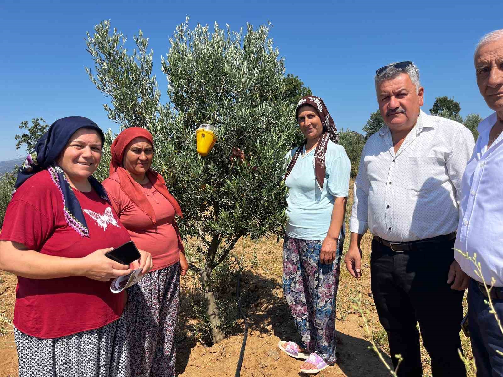 Buldan’da zeytin sineğine karşı fenomen tuzak dağıtıldı