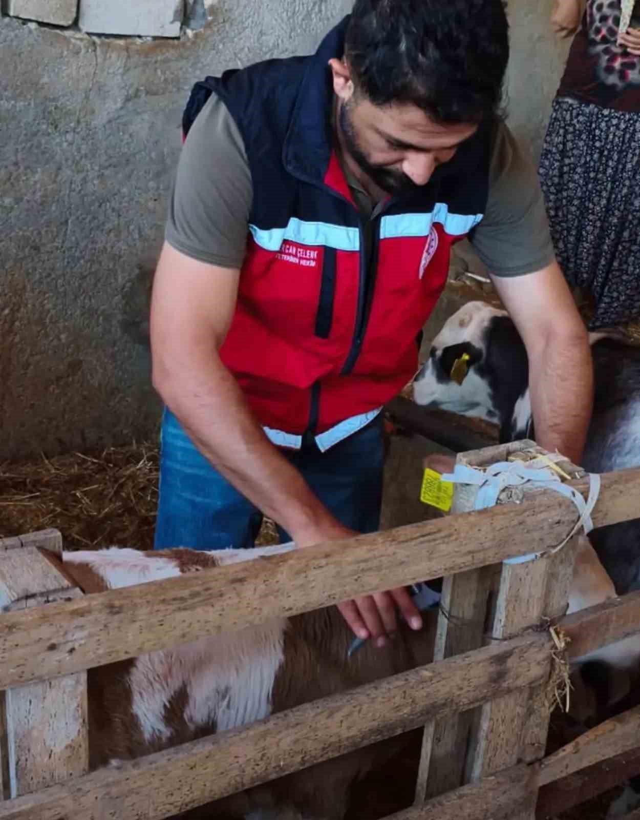 B&uuml;y&uuml;kbaş hayvanlar şapa karşı aşılanıyor