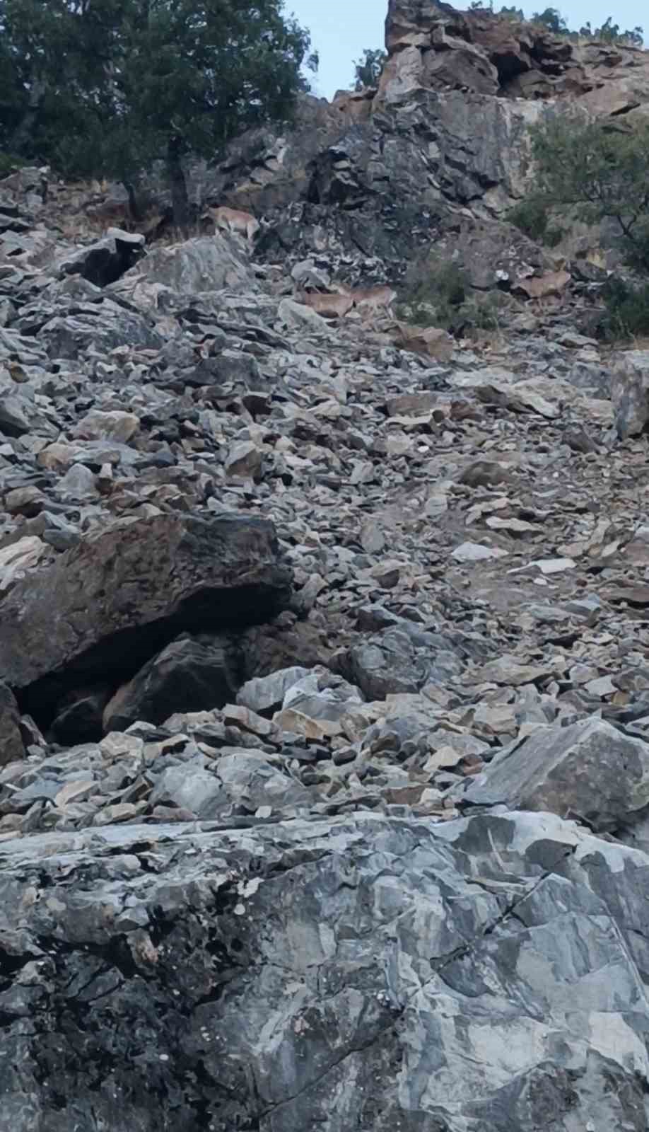 Diyarbakır&rsquo;da nesli koruma altında bulunan dağ ke&ccedil;ileri g&ouml;r&uuml;nt&uuml;lendi