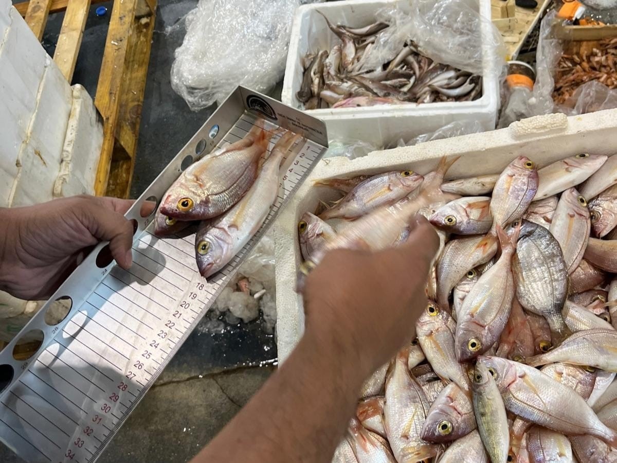 İzmir&rsquo;de balık hali denetimi: 241 kilo ka&ccedil;ak su &uuml;r&uuml;nleri ele ge&ccedil;irildi