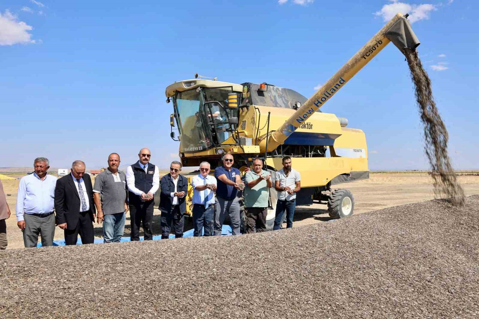 Aksaray&rsquo;da ay&ccedil;i&ccedil;eği hasadı başladı