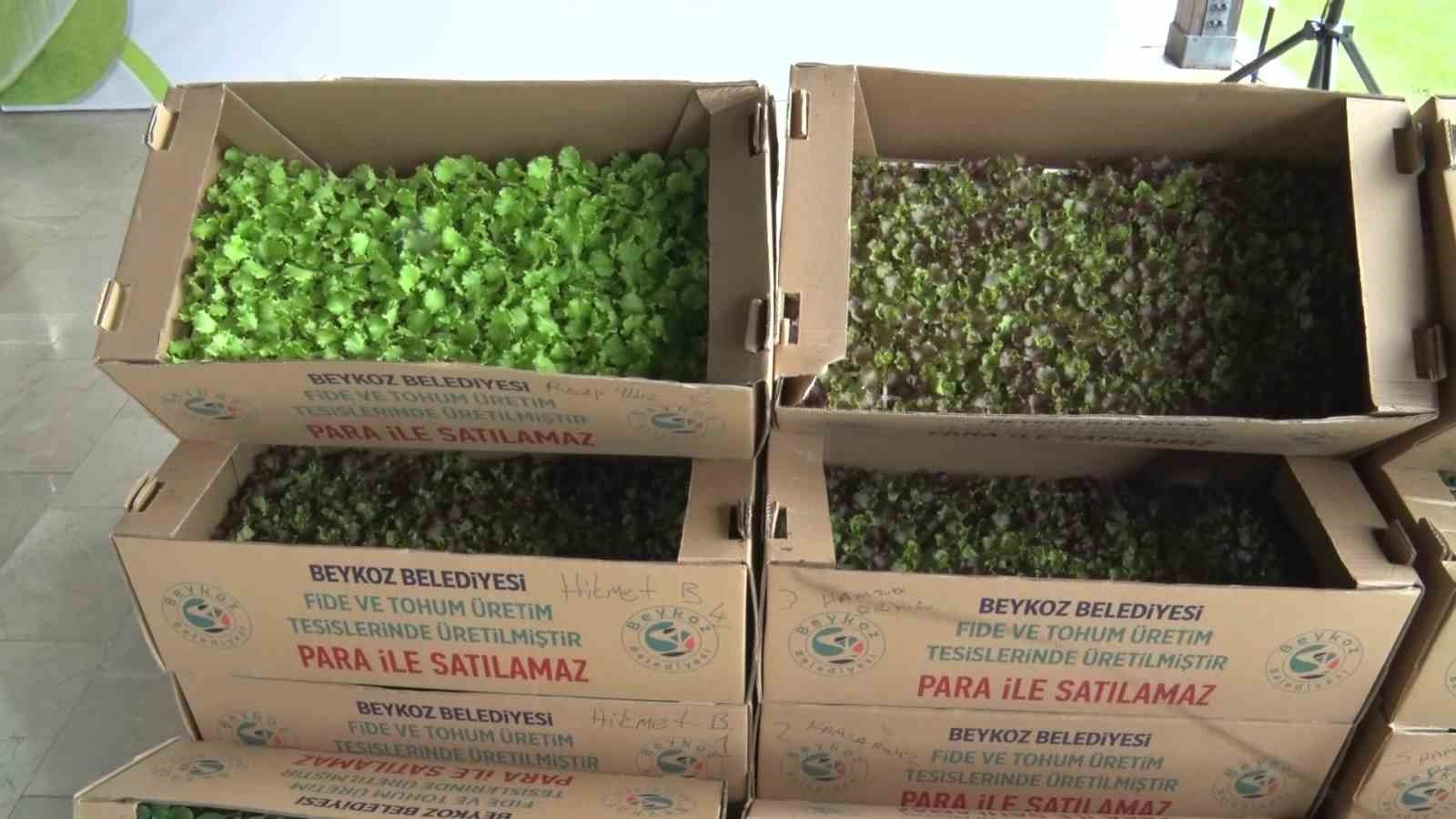 Beykoz&rsquo;da &ccedil;ift&ccedil;ilere 625 bin kışlık fide desteği
