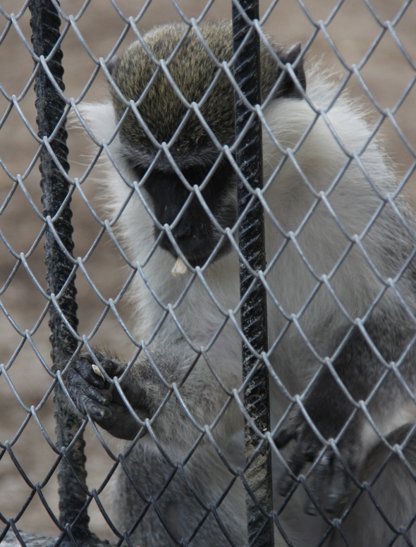 Çekirdek çitleyen maymun ziyaretçilerin gözdesi