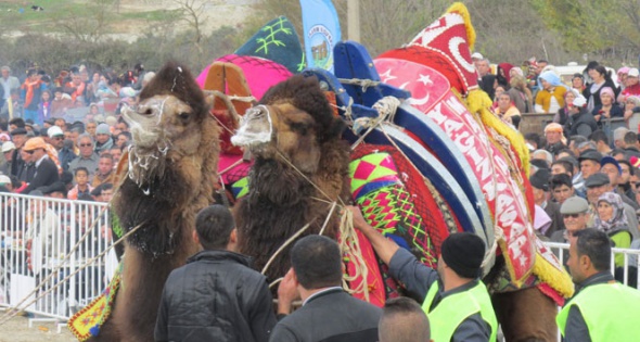 Arenaya sığmayan develer izleyenleri korkuttu