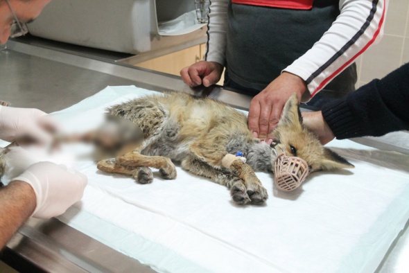 Yaralı bulunan yavru tilki tedavi altına alındı