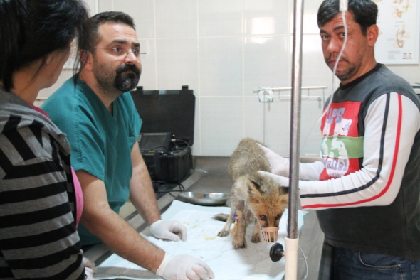 Yaralı bulunan yavru tilki tedavi altına alındı