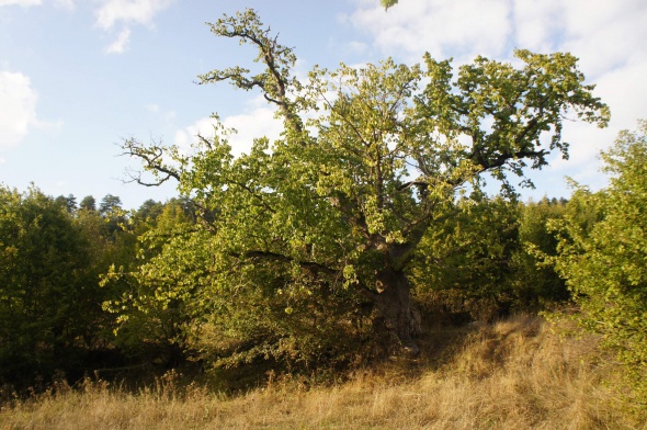Dünyanın en yaşlı fındık ağacı