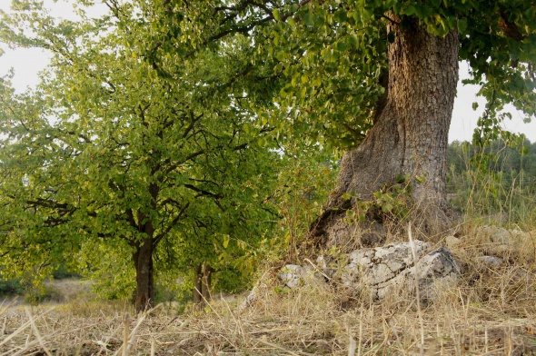 Dünyanın en yaşlı fındık ağacı